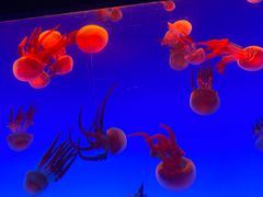 -上海海洋水族馆