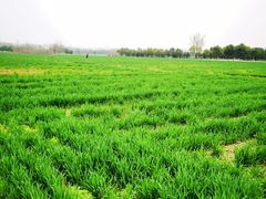 -汉长安城未央宫国家考古遗址公园