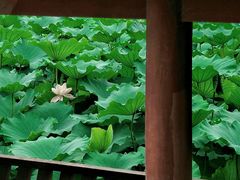 -龙头寺公园