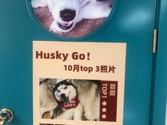 -Husky Go! 哈士奇体验馆·宠物咖啡厅狗咖