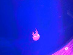 -芜湖新华联大白鲸海洋公园