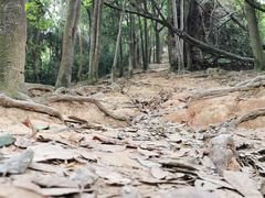 -火炉山森林公园