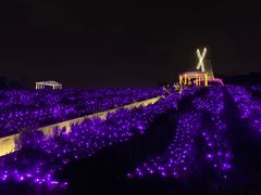-大塘金香草谷
