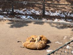 -大连森林动物园