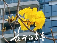 -洲头咀公园
