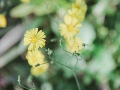 -鹅湖玫瑰文化园