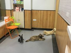 -菲丽丝宠物医院·24小时·猫科中心·免疫点(淮海分院)