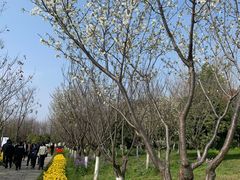 -杭州湾海上花田景区