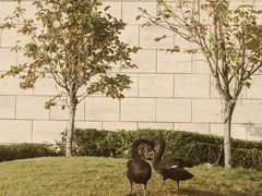 -行者书屋大堂吧 ·下午茶(南京圣和府邸酒店)