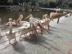 -广州长隆飞鸟乐园