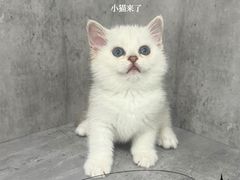 -小猫来了·猫舍(红山六九七九店)