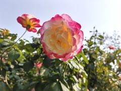 -人民公园(罗湖区)