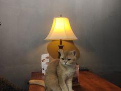 -咖法森林·咖啡  酒吧(天河店)