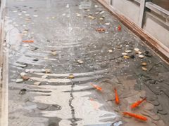 -四季民福烤鸭店(前门店)