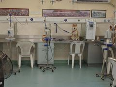 -动物缘宠物医院·骨科·猫科(西二环店)