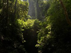 -西双版纳原始森林公园