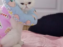 -宠爱国际动物医院· 猫科· 外科·中兽医(长白店)
