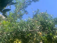 -喵屿·大理花园猫咖