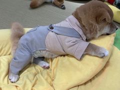 -逗柴咖啡屋·狗咖猫咖宠物桌游