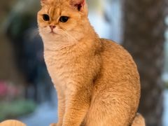 -瞄一喵猫咖(格力海岸店)