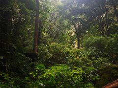 -莫里热带雨林景区