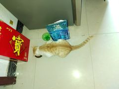-武汉大学-樱园