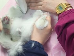 -北京观赏动物医院·24小时大型综合·猫专科·异宠专科