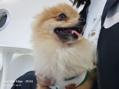 -怪兽屋·羊驼·猫咖·狗咖(俊华广场店)