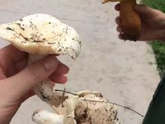 山珍-镇龙山国家森林公园