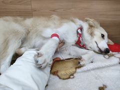 -爱侣宠医·鹦鹉专科·小型哺乳类·异宠专科(灵石路店)