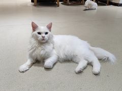 -藏猫猫咖啡主题馆(中央大道店)