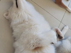 -怪兽屋·羊驼·猫咖·狗咖(俊华广场店)