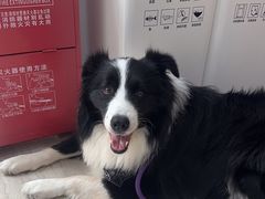 -申普宠物医院·眼科·心内科·影像科(普陀分院)