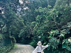 -银湖山郊野公园-相思林