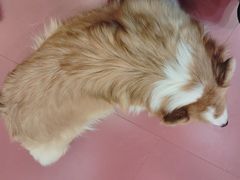 -和它·交个朋友·狗咖猫咖(爱琴海店)