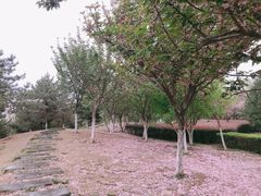 -西安青龙寺遗址景区