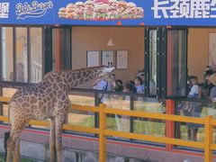 -西霞口神雕山野生动物世界