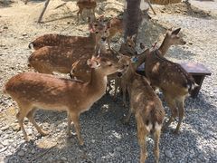 -鹿境梅花鹿生态园区