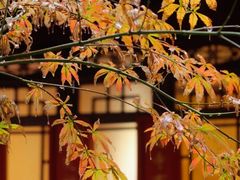 -罔极寺