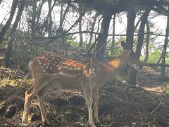 -大连森林动物园