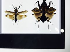 -上海昆虫博物馆