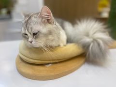 -COLOR PETS 撸猫馆·购猫·猫咖(长风大悦城店)