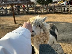 -祥源·阜阳生态乐园