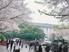-武汉大学-樱园