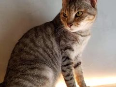 -猫儿山۰猫主题餐厅