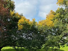 -墨尔本皇家植物园