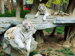 -北京野生动物园