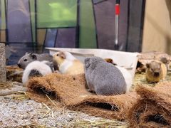 -帕帕拉兹宠物(亚洲旗舰店)