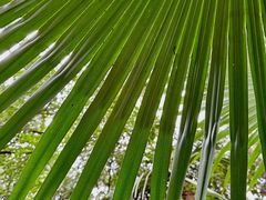 -南宁良凤江国家森林公园