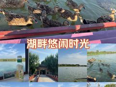 -白洋淀景区